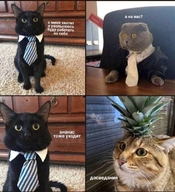 а_на_нас ананас буду_работать_на_себя до_свидания жвотне кот коты офис работа с_меня_хватит смехуёчки уволен я_увольняюсь язык:русский // 735x808 // 129KB