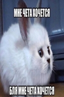 бля_мне_чето_хочется всрато жвотне заяц кот мне_чето_хочется мутант помесь растянуто слияние смехуёчки уши фотожаба язык:русский // 467x700 // 35KB