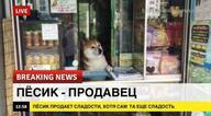 breaking_news медаль_за_сжатие_джэйпега песик_продавец продает_сладости собакен хотя_сам_та_еще_сладость // 600x330 // 41KB