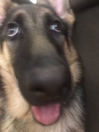 близко всрато высунул_язык жвотне немецкая_овчарка овчарка смехуёчки смотрит_вверх собакен язык // 454x600 // 31KB