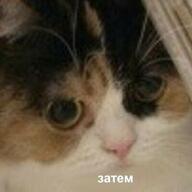 lowres взгляд жвотне затем кот медаль_за_сжатие_джэйпега ответ переговоры смехуёчки // 400x400 // 14KB