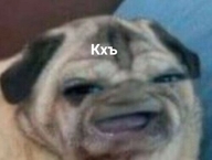 ))) lowres всрато жвотне кхъ мопс смехуёчки собакен страшна_вырубай фотожаба язык:русский // 500x377 // 17KB