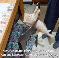 акробатика вытянулся делал_обычное_дело держится_за_стул жвотне жопа кот котёнок_делал_обычное_дело но_на_него_кто-то_смотрел поэтому_всё_через_жопу смехуёчки стул через_жопу язык:русский // 590x578 // 111KB