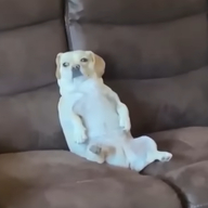 lowres всрато диван жвотне на_диване сидит сидит_на_жопе смехуёчки смотрит_в_даль смотрит_в_сторону собакен упрлс // 488x487 // 149KB