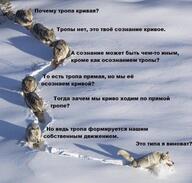 волчара волчары жвотне зодумойся почему_тропа_кривая психология смехуёчки тропа тропы_нет философия это_твоё_сознание_кривое это_типа_я_виноват // 568x541 // 128KB