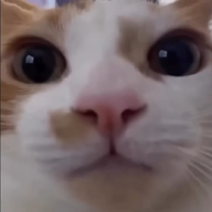 вблизи жвотне кот рыжий смехуёчки смотрит_в_камеру смотрит_как_на_говно // 700x700 // 366KB