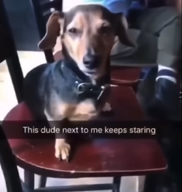 awkward dude dude_next_to_me keeps_staring next_to_me this_dude_next_to_me_keeps_staring жвотне на_стуле осуждающий_вгзляд ошейник прикрытые_глаза пялится сидит смехуёчки смотрит_в_камеру собакен стул такса язык:английский // 570x600 // 338KB