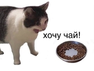 долбоебизм жвотне корм кот миска открытый_рот постирония смехуёчки тарелка хочу_чай чай язык:русский // 600x456 // 50KB