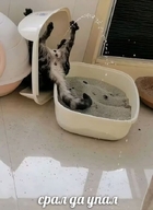 broken cat.exe_has_crashed горшок жвотне кот лоток моча смехуёчки срал_да_упал туалет фонтан язык:русский // 509x700 // 44KB