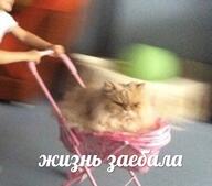 evil всрато жвотне жизнь_заебала косяска кот прикрытые_глаза размыто смехуёчки философия // 566x497 // 89KB