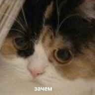 lowres взгляд вопрос жвотне зачем кот медаль_за_сжатие_джэйпега переговоры смехуёчки // 400x400 // 14KB