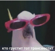 tagme-нужно_редактирование жвотне кто_грустит_тот_трансвестит медаль_за_сжатие_джэйпега очки попугай птица смехуёчки язык:русский // 500x463 // 19KB