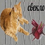 lowres абсурд еда жвотне кот овощ прикрытые_глаза рыжий свекла свекло светло смехуёчки язык:русский // 527x527 // 39KB